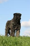 BOUVIER DES FLANDRES 336